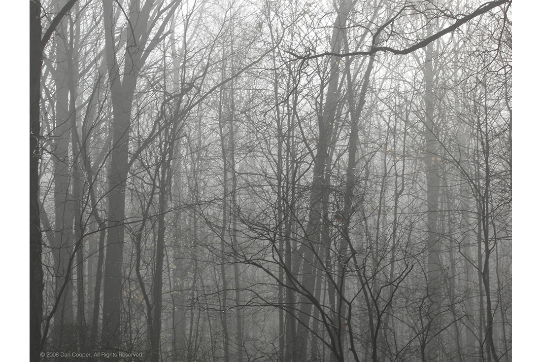 Winter Trees in Fog